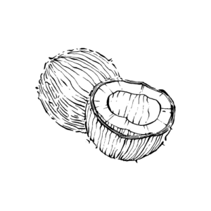 illustrerad bild av en kokosnöt